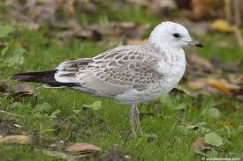 Attēlu rezultāti vaicājumam “Larus canus”