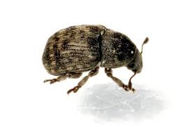 Attēlu rezultāti vaicājumam “Anthribus nebulosus”