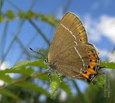 Attēlu rezultāti vaicājumam “Satyrium pruni”