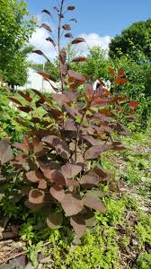 Attēlu rezultāti vaicājumam “Cotinus coggygria leaf”