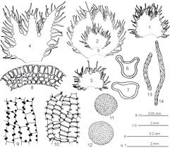 Attēlu rezultāti vaicājumam “Ptilidium pulcherrimum”