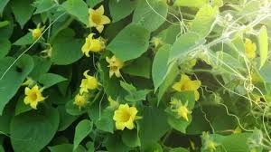 Attēlu rezultāti vaicājumam “Thladiantha dubia leaf”