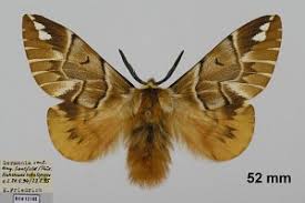 Attēlu rezultāti vaicājumam “Endromidae”