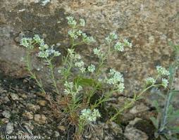 Attēlu rezultāti vaicājumam “Scleranthus perennis”