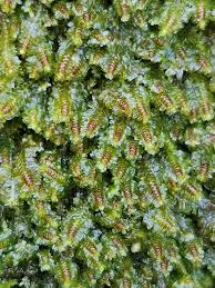 Attēlu rezultāti vaicājumam “Diplophyllum albicans”