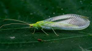 Attēlu rezultāti vaicājumam “Chrysopidae”