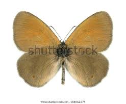 Attēlu rezultāti vaicājumam “Coenonympha glycerion”