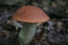 Attēlu rezultāti vaicājumam “Leccinum”