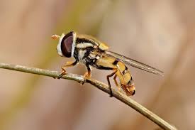Attēlu rezultāti vaicājumam “Syrphidae”