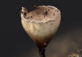 Attēlu rezultāti vaicājumam “Diderma globosum macro”