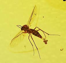 Attēlu rezultāti vaicājumam “Chironomidae”