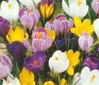 pennyroyal: Crocus &amp; Smilax