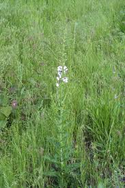 Attēlu rezultāti vaicājumam “Verbascum blattaria”