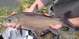 Image result for Ictiobus niger