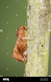 Attēlu rezultāti vaicājumam “Cosmia pyralina”