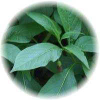 Attēlu rezultāti vaicājumam “Scopolia carniolica leaf”