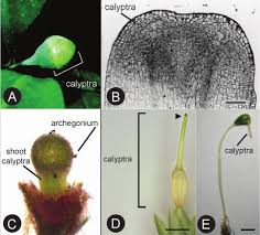 Attēlu rezultāti vaicājumam “Bryum caespiticium sporophyte”