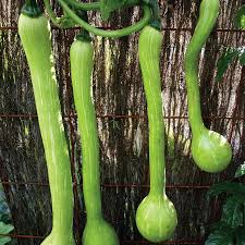 Image result for tromboncino