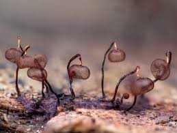 Attēlu rezultāti vaicājumam “Cribraria microcarpa spores”