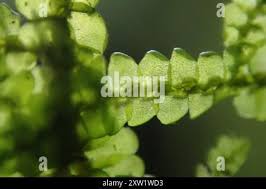 Attēlu rezultāti vaicājumam “Porella cordaeana”