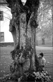 Attēlu rezultāti vaicājumam “Grynocharis oblonga”