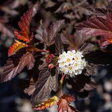 Attēlu rezultāti vaicājumam “Physocarpus opulifolius”