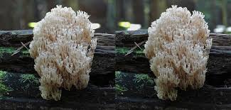 Attēlu rezultāti vaicājumam “Clavicorona pyxidata”