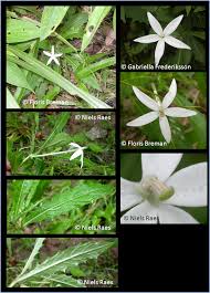Attēlu rezultāti vaicājumam “Lophozia longiflora”