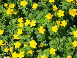 Attēlu rezultāti vaicājumam “Anemone ranunculoides leaf”