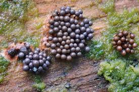 Attēlu rezultāti vaicājumam “Cribraria argillacea stalked”