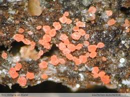 Attēlu rezultāti vaicājumam “Erythricium aurantiacum”