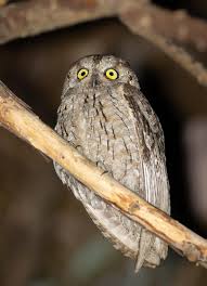 Image result for Otus scops