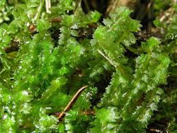 Attēlu rezultāti vaicājumam “Barbilophozia lycopodioides macro”