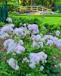 Attēlu rezultāti vaicājumam “Thalictrum aquilegifolium flower”