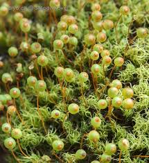 Attēlu rezultāti vaicājumam “Barbilophozia lycopodioides macro”