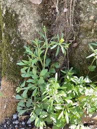 Attēlu rezultāti vaicājumam “Ranunculus auricomus leaf”