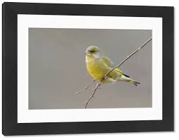 Attēlu rezultāti vaicājumam “Chloris chloris male”