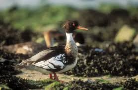 Attēlu rezultāti vaicājumam “Mergus merganser male”
