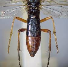 Attēlu rezultāti vaicājumam “Tenthredo campestris female”