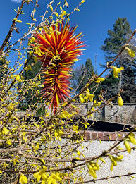 Attēlu rezultāti vaicājumam “Forsythia viridissima flower”