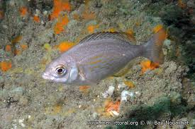 Image result for Spondyliosoma cantharus