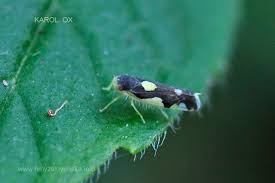 Attēlu rezultāti vaicājumam “Eupteryx vittata”