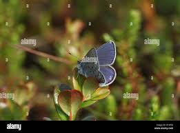 Attēlu rezultāti vaicājumam “Vacciniina optilete”