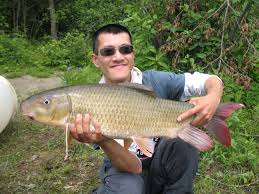 Image result for Moxostoma carinatum