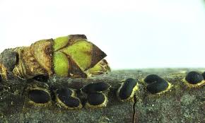 Attēlu rezultāti vaicājumam “Trichia alpina”