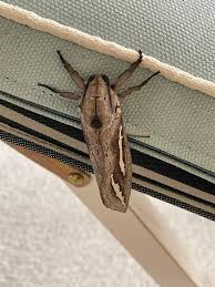 Attēlu rezultāti vaicājumam “Hepialidae”