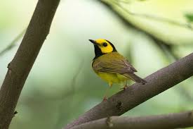 Image result for Wilsonia citrina