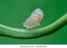 Attēlu rezultāti vaicājumam “Aphrophoridae nymph”