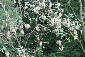 Image result for Colutea arborescens