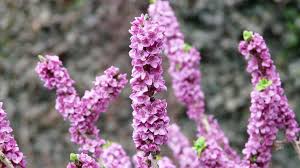 Attēlu rezultāti vaicājumam “Daphne mezereum flower”